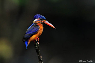 (Alcedo meninting) Blue-eared Kingfisher