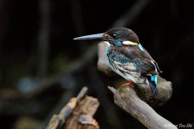 (Alcedo euryzona) Blue-banded Kingfisher ♂