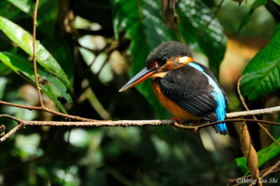 (Alcedo euryzona) Blue-banded Kingfisher ♀