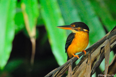 (Alcedo euryzona) Blue-banded Kingfisher ♀