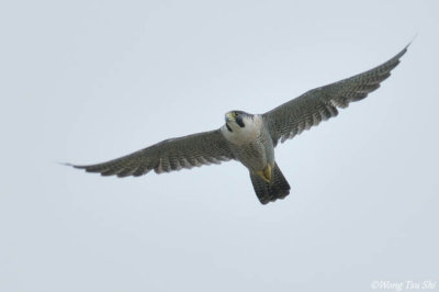 (Falco pereginus) Peregrine Falcon