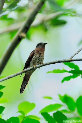 (Cacomantis sepulcralis) Sunda Brush Cuckoo - Immature