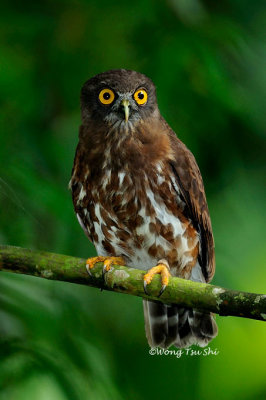 (Ninox scutulata) Brown Boobook