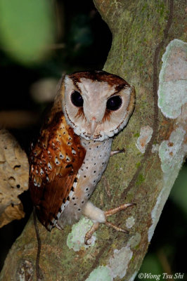 (Phodilus badius) Oriental Bay Owl