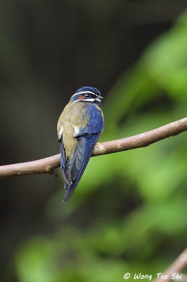 (Hemiprocne comata)Whiskered Treeswift ♂