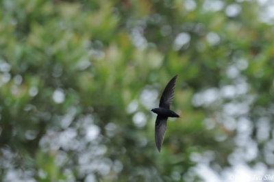 (Raphidura leucopygialis)Silver-rumped Spinetail