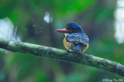 (Lacedo pulchella) Banded Kingfisher ♂