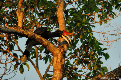 <I>(Buceros rhinoceros)</I><br /> Rhinoceros Hornbill ♂