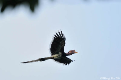 (Rhinoplax vigil ) Helmeted Hornbill ♂