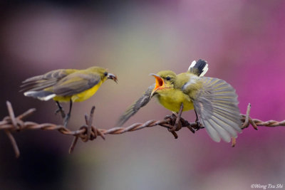 (Cinnyris ornatus) Ornate Sunbird