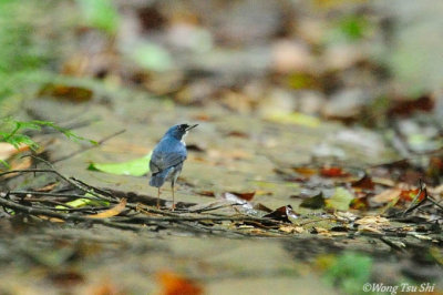 (Larvivora cyane) Siberian Blue Robin ♂