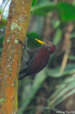 (Blythipicus rubiginosus) Maroon Woodpecker ♂