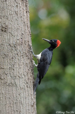 (Dryocopus javensis)White-bellied Woodpecker ♀