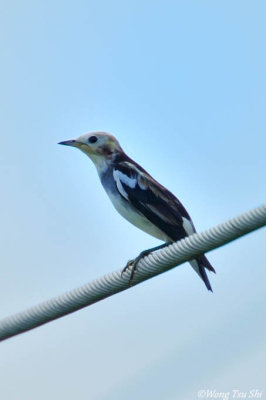 (Agropsar philippensis) Chesnut-cheeked Starling ♂