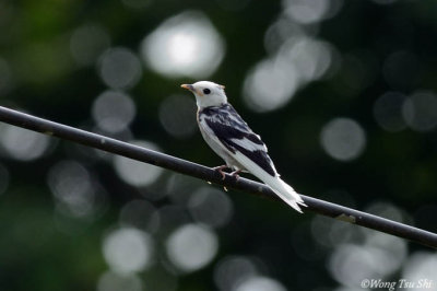 (Hirunda tahitica) Pacific Swallow