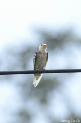 (Hirunda tahitica) Pacific Swallow