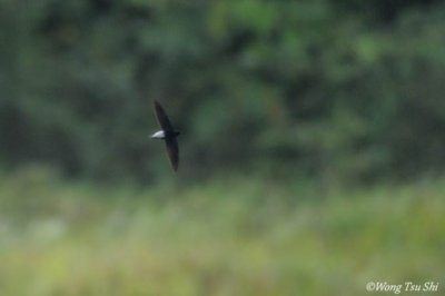 (Raphidura leucopygialis)Silver-rumped Spinetail