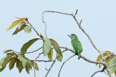 Psilopogon monticola   Mountain Barbet