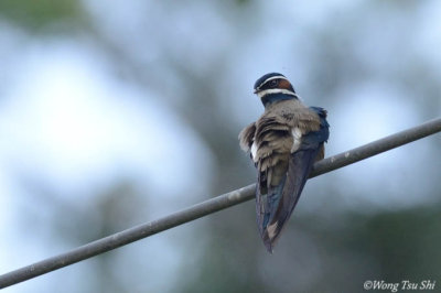 (Hemiprocne comata)Whiskered Treeswift ♂