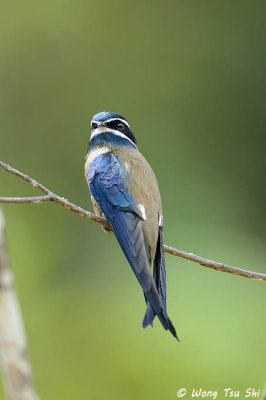 (Hemiprocne comata)Whiskered Treeswift ♀