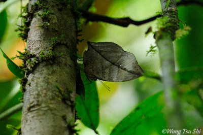 (Kalima limborgii) Malayan Oakleaf