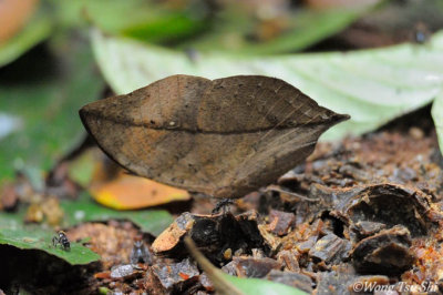 (Kalima limborgii) Leaf Butterfly