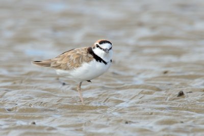 (Anarhynchus peronii) Malaysian Plover ♂