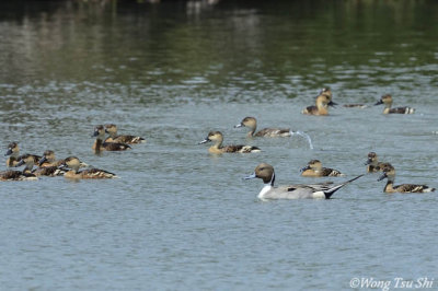 (Anas acuta) Northern Pintail ♂