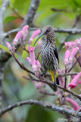 Arachnothera juliae Whitehead's Spiderhunter