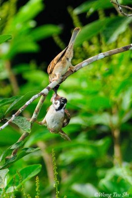 (Passer montanus ) Eurasian Tree Sparrow