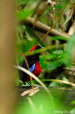 (Erythropitta granatina) Garnet Pitta