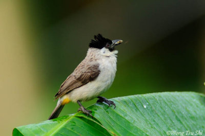 (Pycnonotus aurigaster) Sooty-headed Bulbul