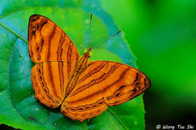 (Chersonesia rahria) Greater Wavy Maplet