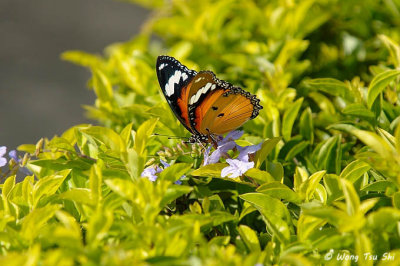 (Danaus chrysippus) Plain Tiger