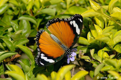(Danaus chrysippus) Plain Tiger