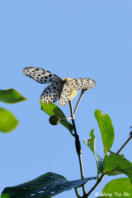 (Idea stolli logani) Common Tree Nymph