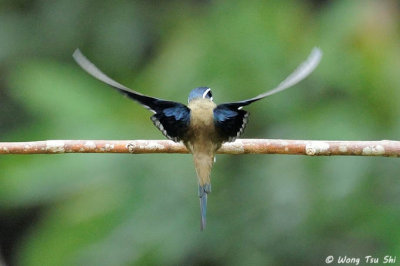 (Hemiprocne comata)Whiskered Treeswift ♀