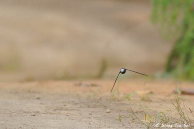 (Raphidura leucopygialis)Silver-rumped Spinetail