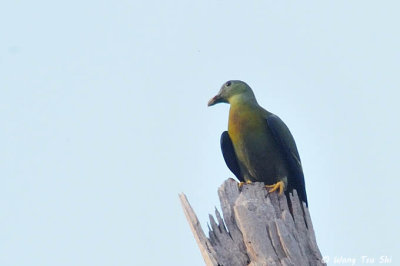 (Treron capellei) Large Green Pigeon