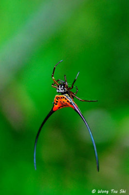 (Macracantha arcuata) Long Horn Spider ♀