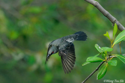 (Aplonis panayensis strigata) Asian Glossy Starling