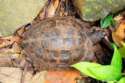 (Cyclemys dentata)Asian Leaf Turtle