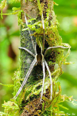 (Nilus albocinctus)♀