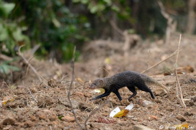 (Herpestes brachyurus) Short-tailed Mongoose