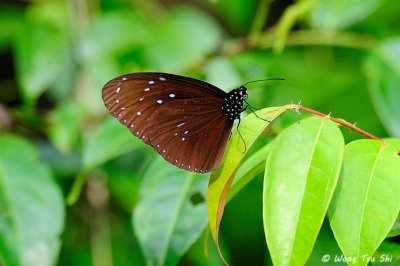 (Euploea camaralzeman) The Malayan Crow