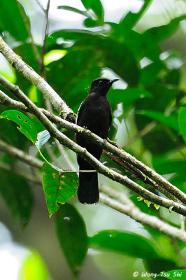 (Pycnonotus melanoleucos)Black-and-White Bulbul 