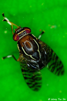 (Platystomatidae, Scholastes cincta)Signal Fly