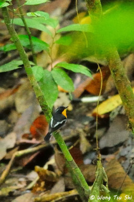 (Ficedula dumetoria) Rufous-chested Flycatcher ♂