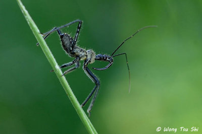(Reduviidae, sp.)[H]Assassin Bug