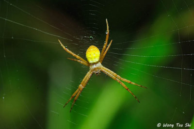 (Argiope sp.)[E]  ♀